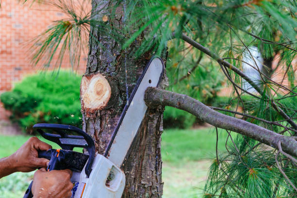 Best Arborist Consultation Services  in Rockwell Place, TX